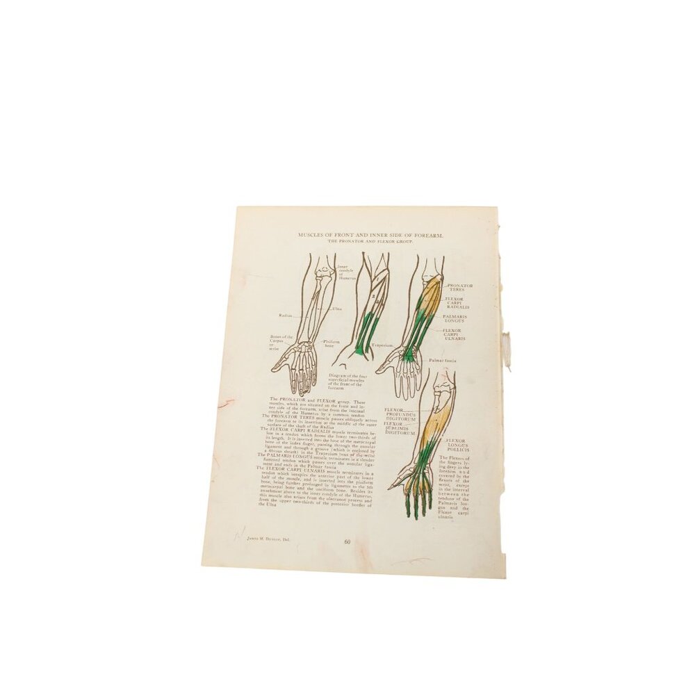1946 Anatomical Diagram Art Students Arm Muscles Forearm Vintage 94083